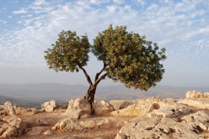 Israel_Tree-1024x685